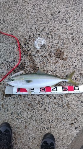 ワラサの釣果
