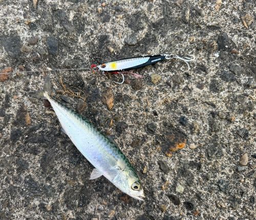 サバの釣果