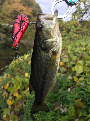 ブラックバスの釣果