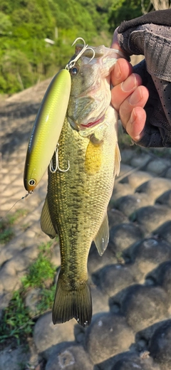 ブラックバスの釣果