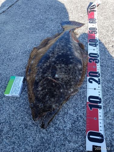 ヒラメの釣果