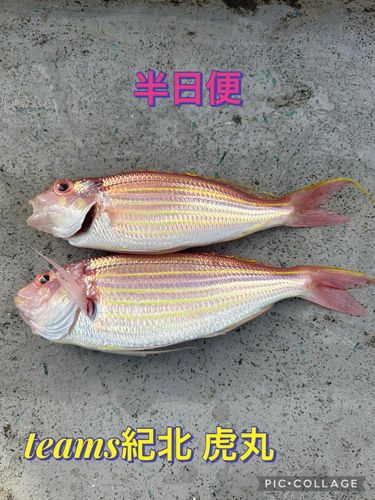 イトヨリダイの釣果