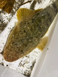マゴチの釣果