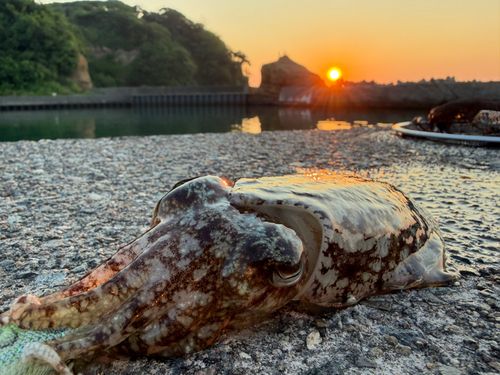 コウイカの釣果