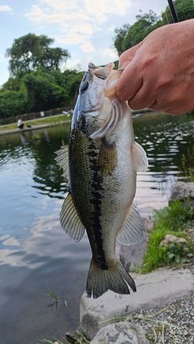 ブラックバスの釣果