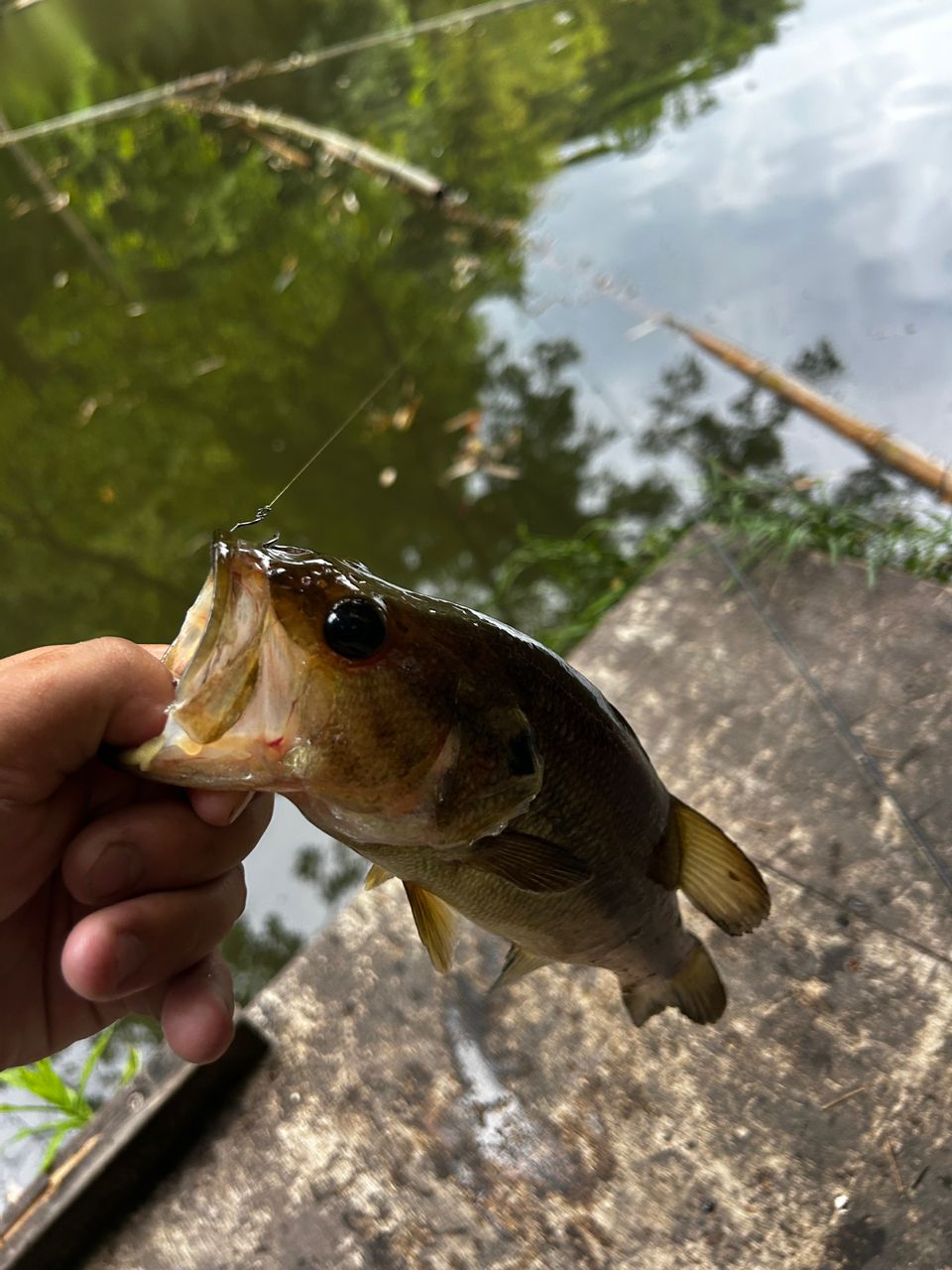 DAIWA 23ハートランド 702UL+FS-ST23の最安値・インプレ・釣果 | 本音