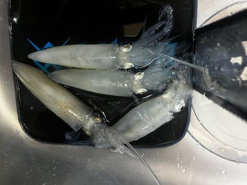 マメイカの釣果