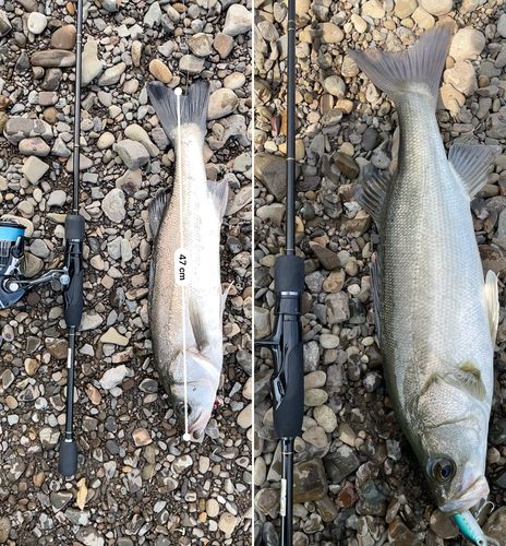 シーバスの釣果