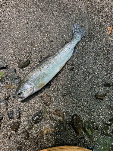 ニジマスの釣果