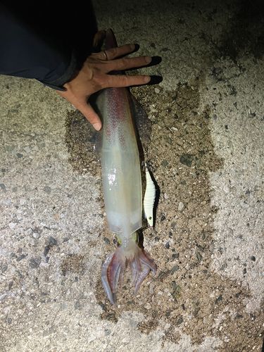 シロイカの釣果