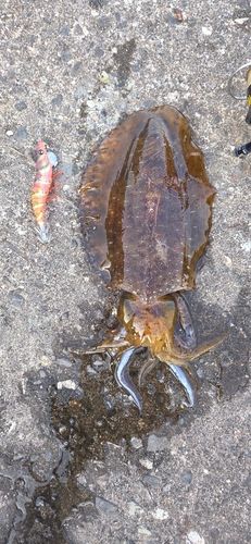 アオリイカの釣果