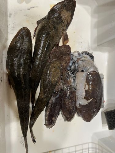 マゴチの釣果