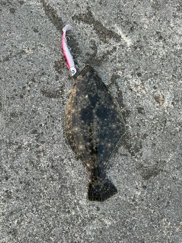 ソゲの釣果