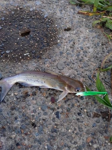 アメリカナマズの釣果