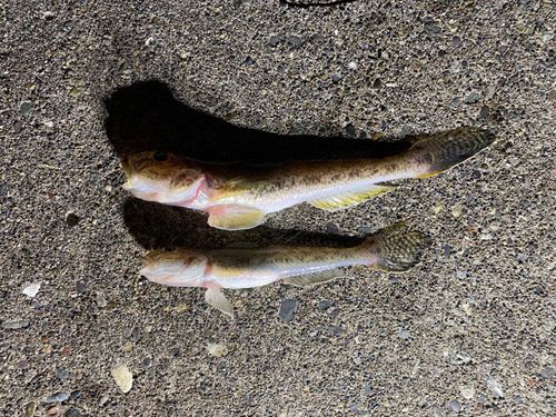 ハゼの釣果