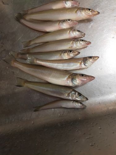 キスの釣果