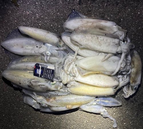 アオリイカの釣果