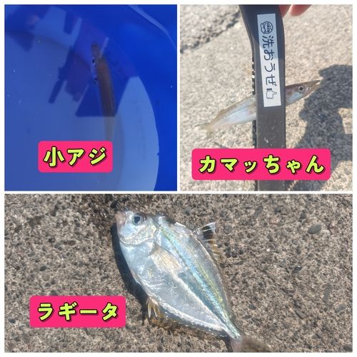 カマスの釣果