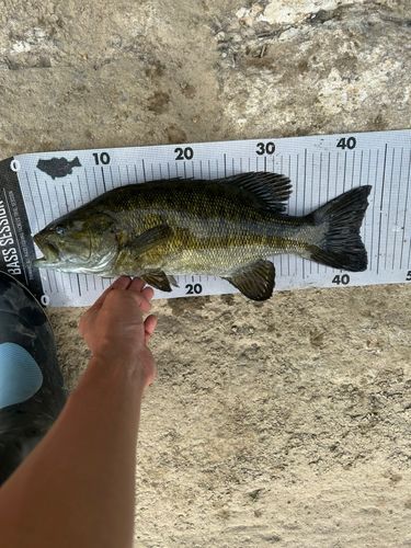 スモールマウスバスの釣果