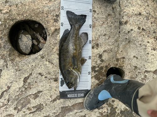 スモールマウスバスの釣果
