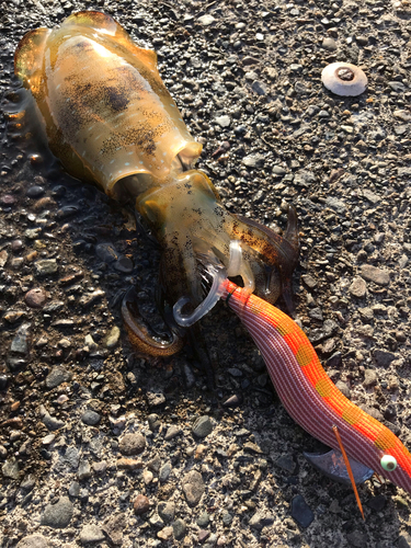 アオリイカの釣果