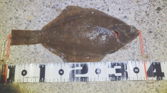 マコガレイの釣果