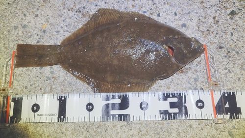 マコガレイの釣果