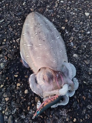 コウイカの釣果