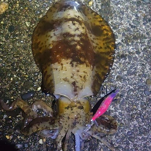 アオリイカの釣果