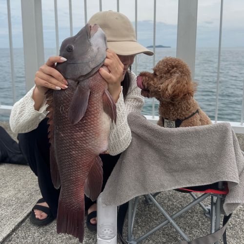 コブダイの釣果