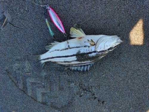 メッキの釣果