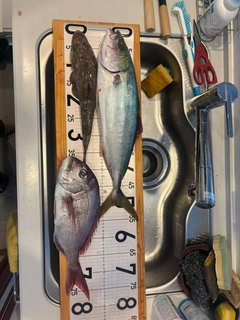 イネゴチの釣果