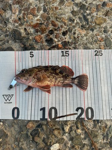 カサゴの釣果