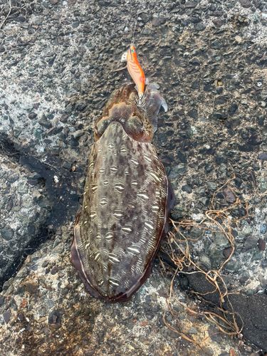 モンゴウイカの釣果