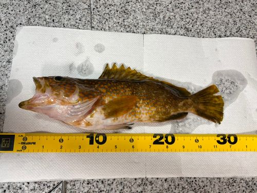 キジハタの釣果
