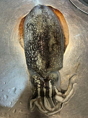 シリヤケイカの釣果