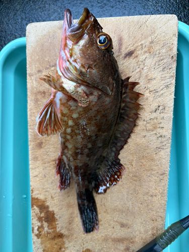 カサゴの釣果