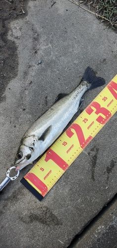 フッコ（マルスズキ）の釣果