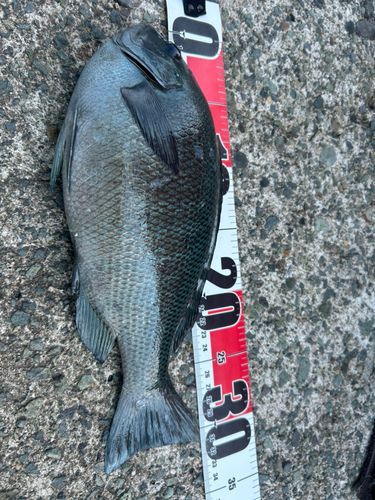 グレの釣果