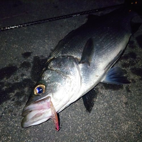ヒラスズキの釣果