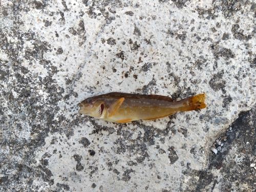 アイナメの釣果