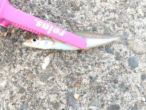 キスの釣果