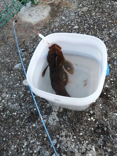 アイナメの釣果