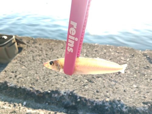 キスの釣果
