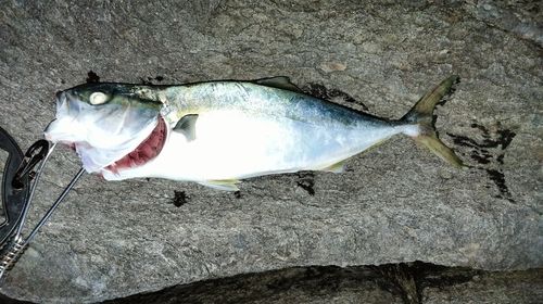 ハマチの釣果