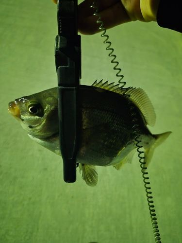 タナゴの釣果