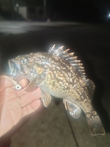 クロソイの釣果
