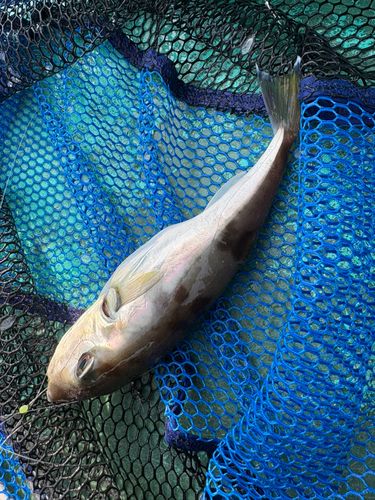 シロサバフグの釣果