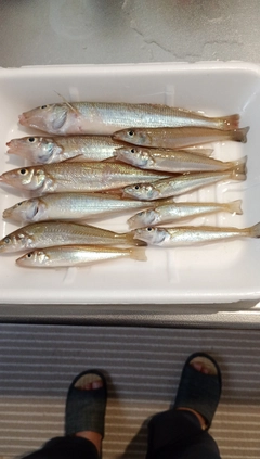 キスの釣果