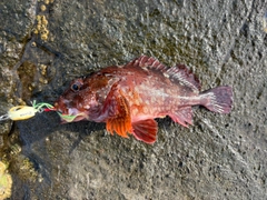 カサゴの釣果